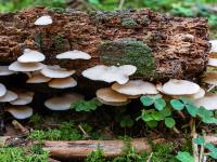 Ansammlung lamellenartiger Pilze an morschem Ast